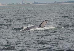 Megaptera novaeangliae