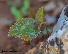 Cyclamen graecum graecum