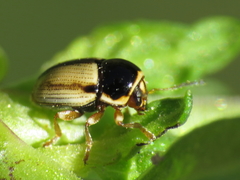 Cryptocephalus pygmaeus