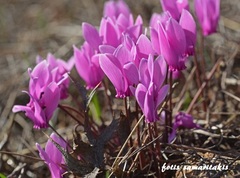 Cyclamen graecum graecum