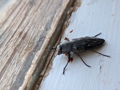 Merimna atrata