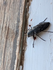 Merimna atrata