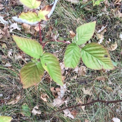 Rubus idaeus strigosus
