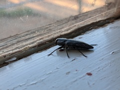Merimna atrata