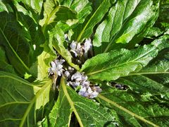 Mandragora autumnalis
