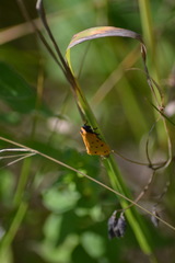 Setina irrorella