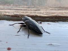 Merimna atrata