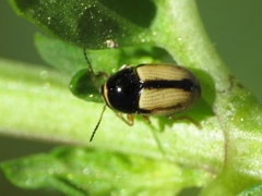 Cryptocephalus pygmaeus