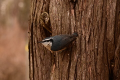 Sitta canadensis
