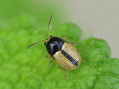 Cryptocephalus pygmaeus