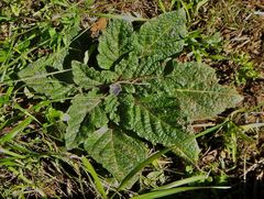 Mandragora autumnalis