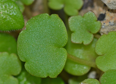 Cymbalaria longipes