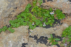 Cymbalaria longipes