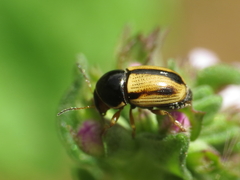 Cryptocephalus pygmaeus