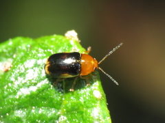 Cryptocephalus pusillus