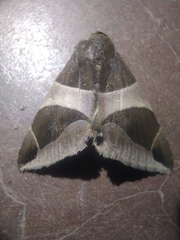 Bastilla crameri