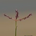 Bermuda Grass - Photo (c) fotis-samaritakis, some rights reserved (CC BY-NC), uploaded by fotis-samaritakis