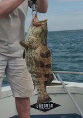 Epinephelus coioides