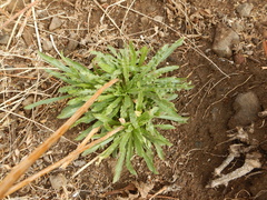 Reseda luteola