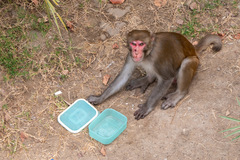 Macaca mulatta