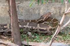 Python molurus