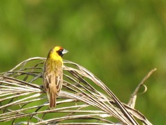 Pachyphantes superciliosus