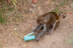 Macaca mulatta