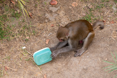 Macaca mulatta