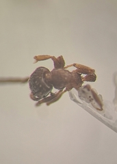 Temnothorax affinis