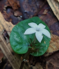 Geophila