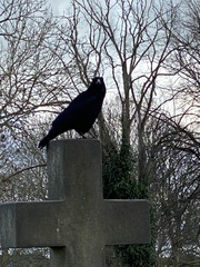 Corvus corone