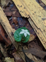 Geophila