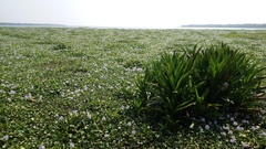 Hymenocallis littoralis