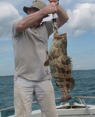 Epinephelus coioides