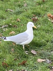 Larus argentatus