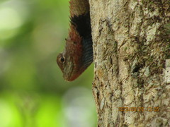 Sceloporus lundelli