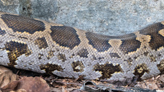 Python molurus