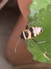Largus fasciatus