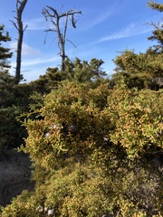 Cupressus goveniana