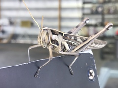 Cyrtacanthacris tatarica