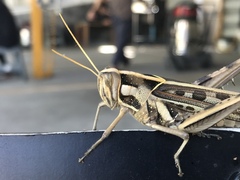 Cyrtacanthacris tatarica