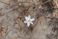 Cyanella alba alba