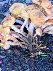 Desarmillaria caespitosa image
