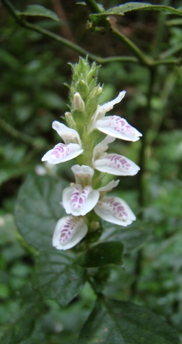 Isoglossa substrobilina subsp. tenuispicata image