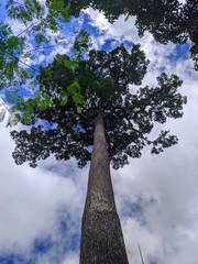 Bertholletia excelsa