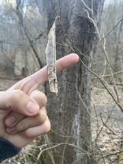 Callosamia promethea