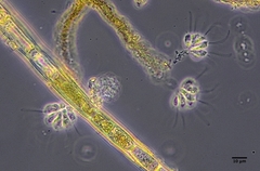 Anthophysa vegetans
