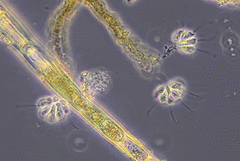 Anthophysa vegetans