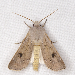 Agrotis vetusta