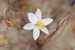 Cyanella alba alba
